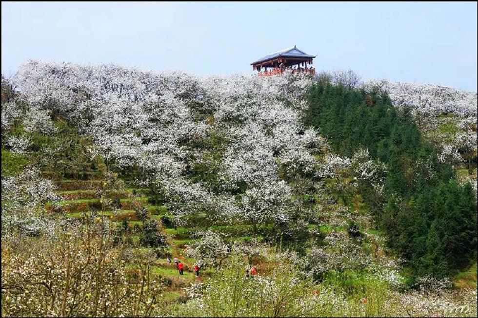 【春天，广西桂林灌阳县向您发出邀请！】我们在灌阳看梨花 - 游山玩水 - 海西生活社区 - 海西28生活网 hx.28life.com