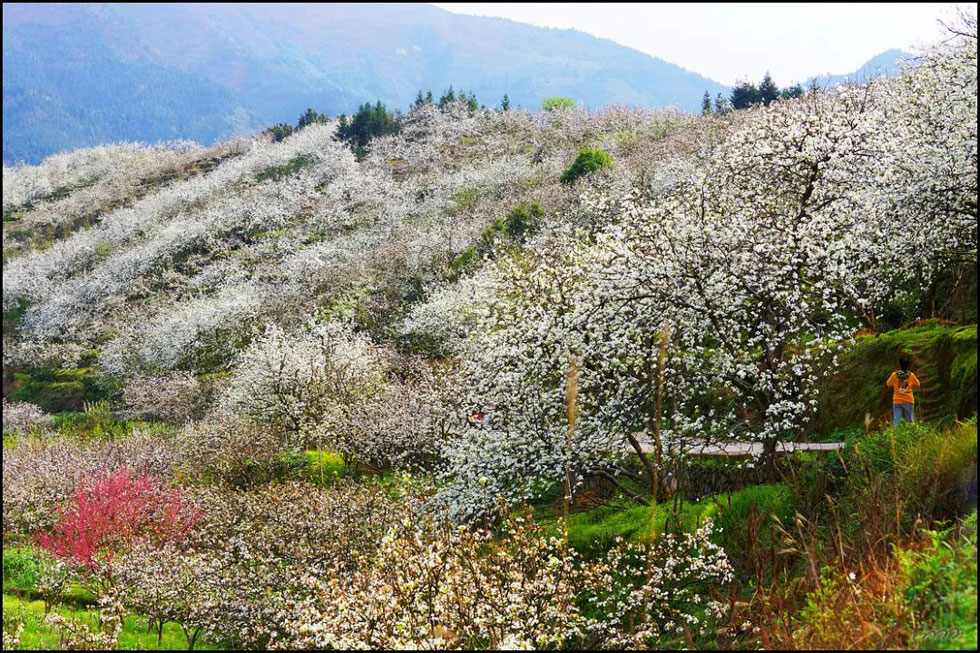 【春天，广西桂林灌阳县向您发出邀请！】我们在灌阳看梨花 - 游山玩水 - 海西生活社区 - 海西28生活网 hx.28life.com