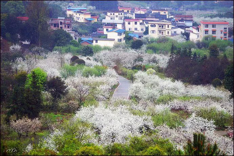 【春天，广西桂林灌阳县向您发出邀请！】我们在灌阳看梨花 - 游山玩水 - 海西生活社区 - 海西28生活网 hx.28life.com