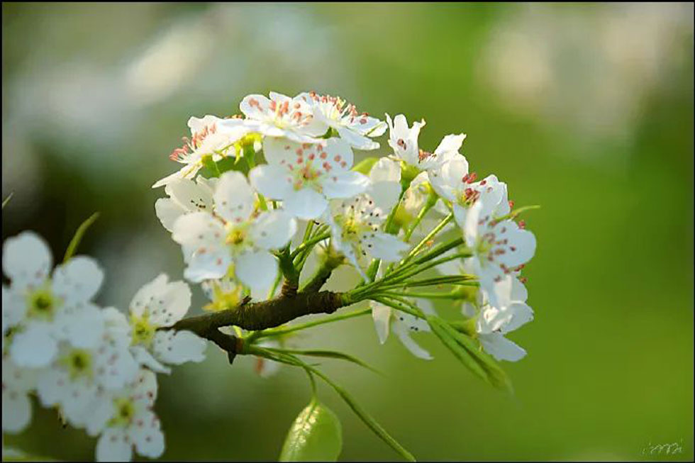 【春天，广西桂林灌阳县向您发出邀请！】我们在灌阳看梨花 - 游山玩水 - 海西生活社区 - 海西28生活网 hx.28life.com