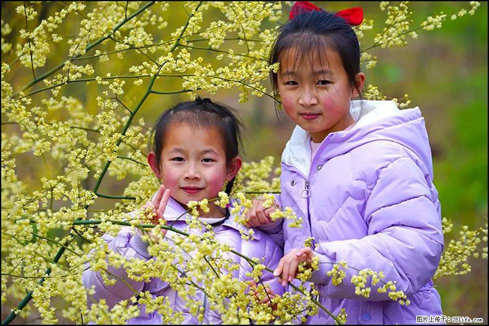 【春天，广西桂林灌阳县向您发出邀请！】米珠山前有片山苍子花在飘香 - 游山玩水 - 海西生活社区 - 海西28生活网 hx.28life.com