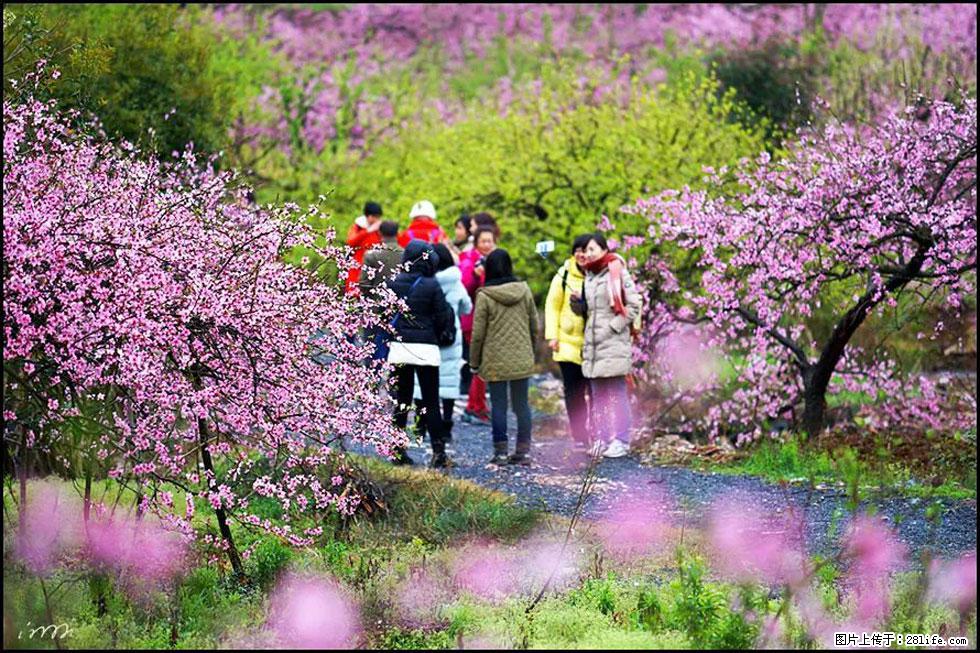 【春天，广西桂林灌阳县向您发出邀请！】官庄村有个醉美的桃花园 - 游山玩水 - 海西生活社区 - 海西28生活网 hx.28life.com