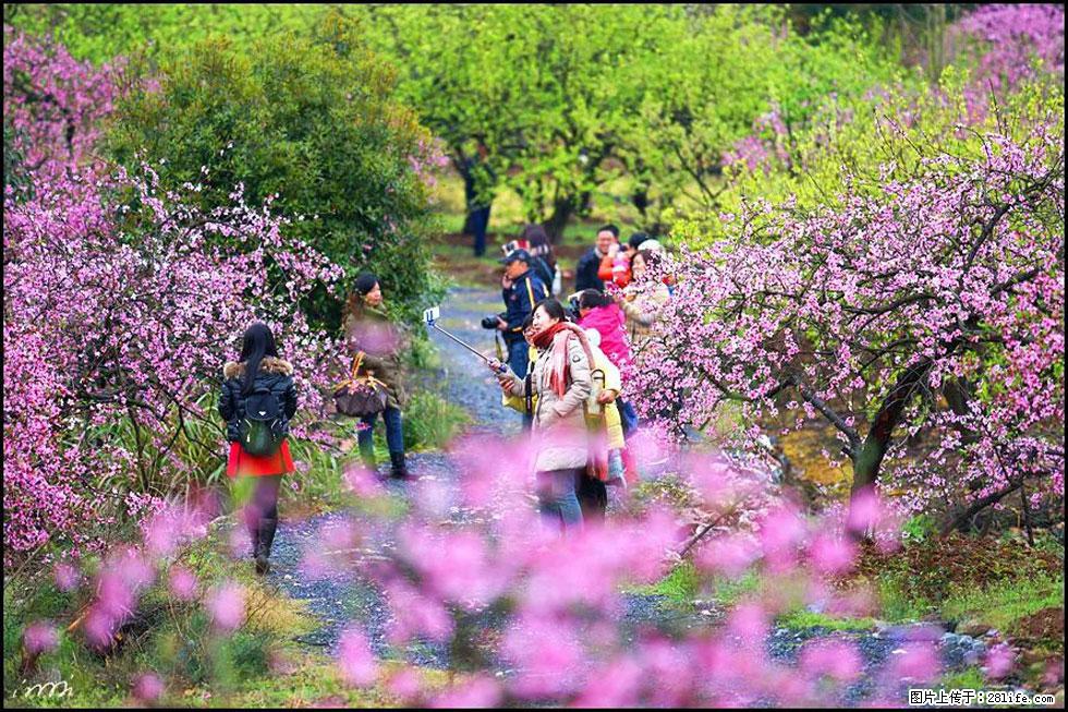 【春天，广西桂林灌阳县向您发出邀请！】官庄村有个醉美的桃花园 - 游山玩水 - 海西生活社区 - 海西28生活网 hx.28life.com