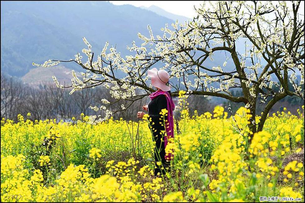 【春天，广西桂林灌阳县向您发出邀请！】长坪村油菜盛情花开 - 游山玩水 - 海西生活社区 - 海西28生活网 hx.28life.com