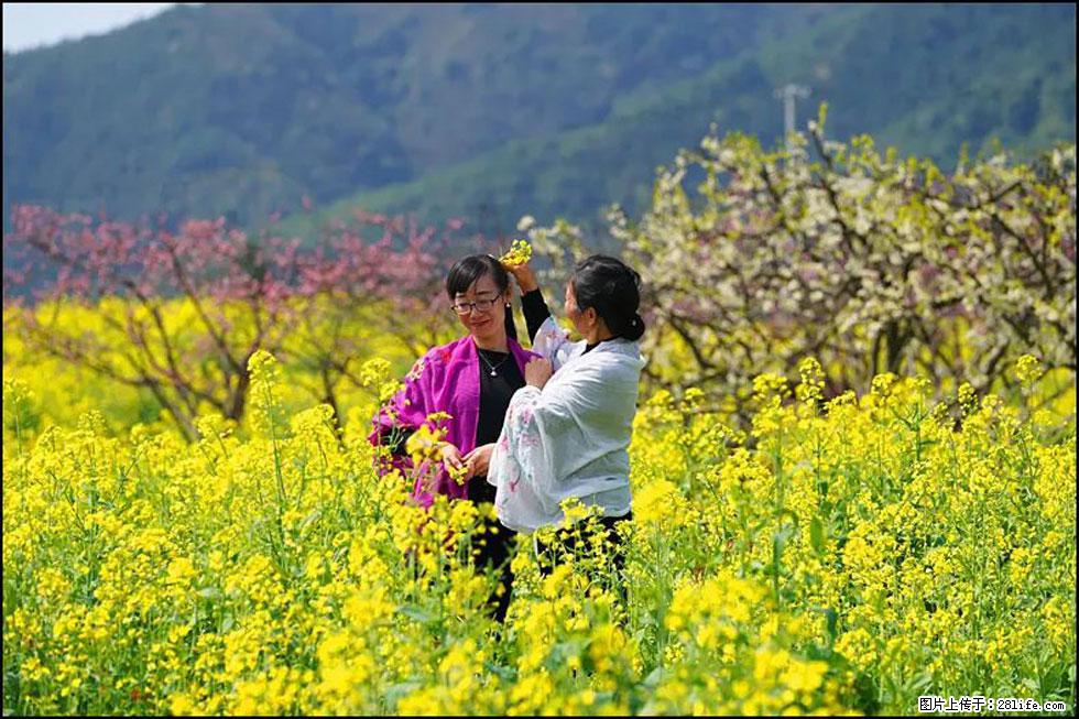 【春天，广西桂林灌阳县向您发出邀请！】长坪村油菜盛情花开 - 游山玩水 - 海西生活社区 - 海西28生活网 hx.28life.com