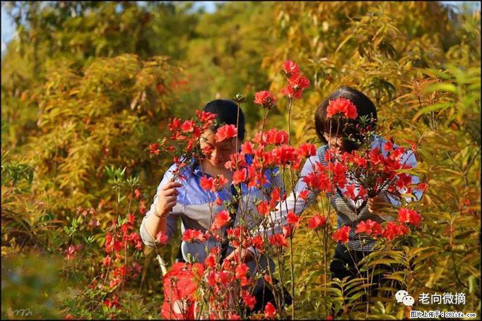 【春天，广西桂林灌阳县向您发出邀请！】登麒麟山，相约映山红 - 游山玩水 - 海西生活社区 - 海西28生活网 hx.28life.com