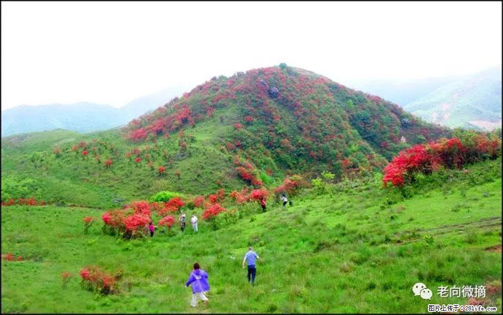 【春天，广西桂林灌阳县向您发出邀请！】宝盖山上映山红 - 游山玩水 - 海西生活社区 - 海西28生活网 hx.28life.com