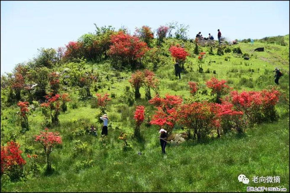 【春天，广西桂林灌阳县向您发出邀请！】宝盖山上映山红 - 游山玩水 - 海西生活社区 - 海西28生活网 hx.28life.com