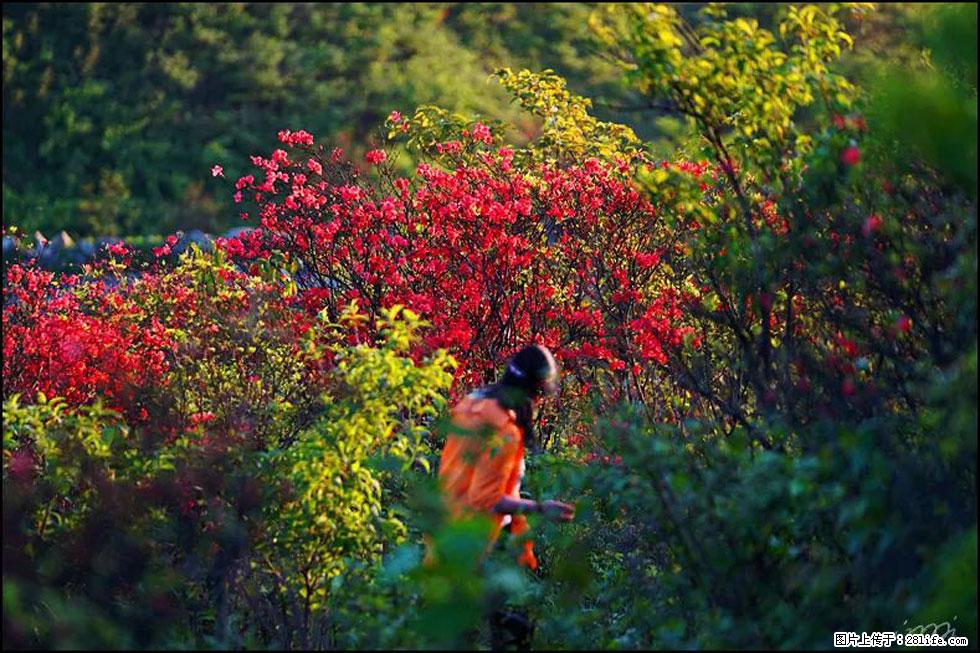 【春天，广西桂林灌阳县向您发出邀请！】春木界上映山红 - 游山玩水 - 海西生活社区 - 海西28生活网 hx.28life.com