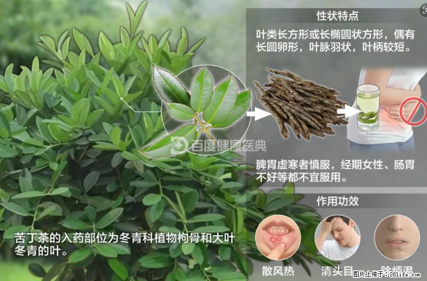 苦丁茶有哪些功效和作用 - 生活百科 - 海西生活社区 - 海西28生活网 hx.28life.com