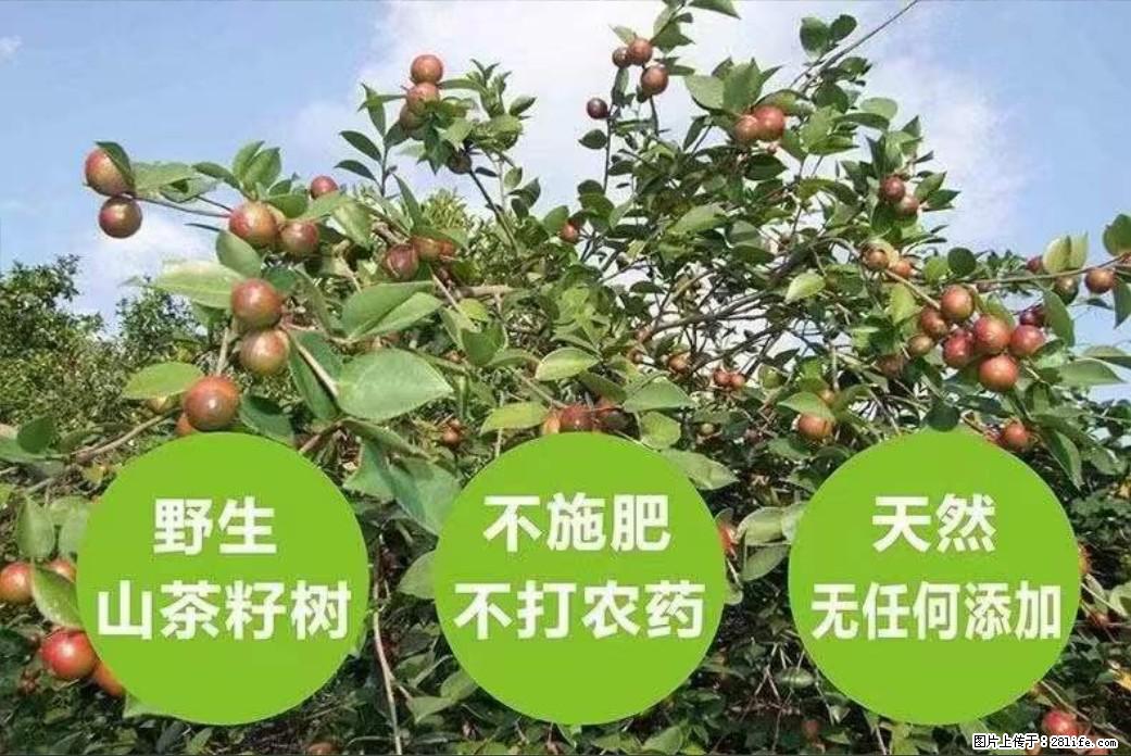 【灌阳县油茶产业示范区】一个有着充实的精神生活的人，对待身外之物自会有一种淡泊的态度 - 美食天地 - 海西生活社区 - 海西28生活网 hx.28life.com