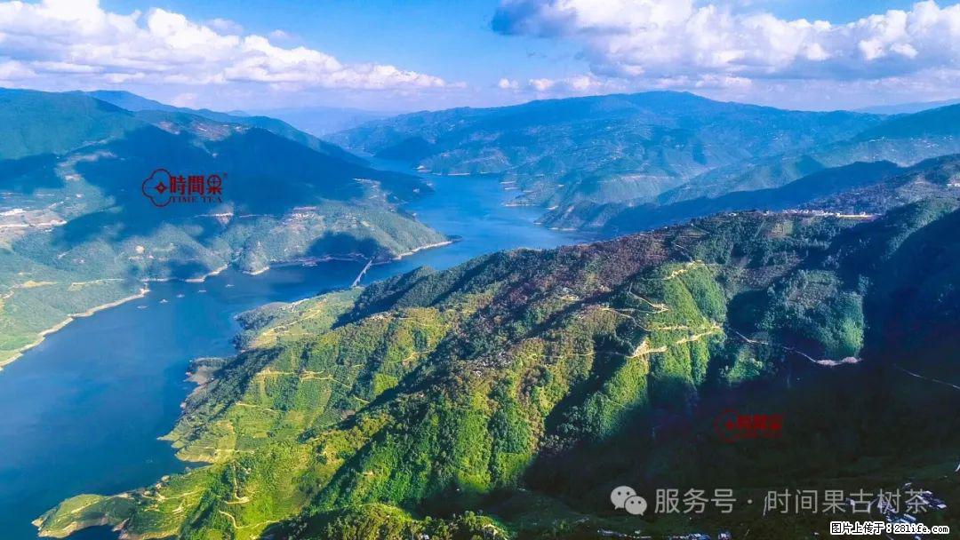 时间果百年古树龙珠普洱生茶 - 购物交流 - 海西生活社区 - 海西28生活网 hx.28life.com