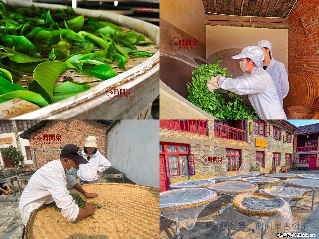 时间果百年古树龙珠普洱生茶 - 购物交流 - 海西生活社区 - 海西28生活网 hx.28life.com