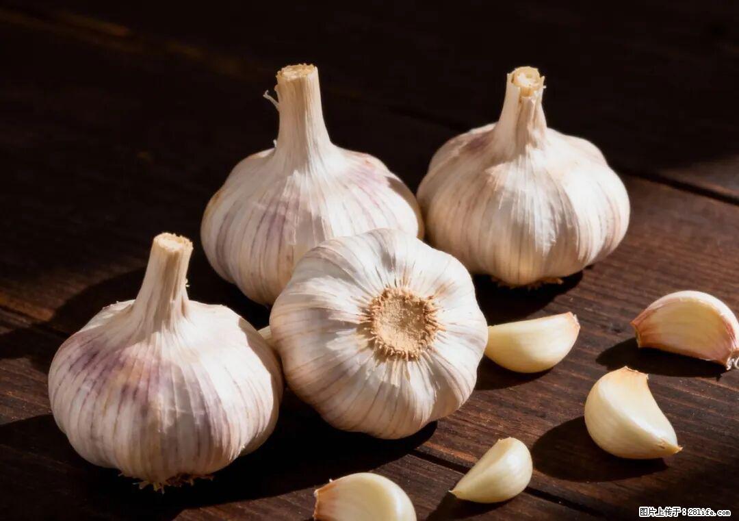 关于大蒜，除了“天然抗生素”，这4个谣言更该警惕! - 海西生活资讯 - 海西28生活网 hx.28life.com