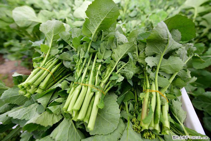 这些蔬菜是“天然钙片”，这6种被医生重点推荐 - 海西生活资讯 - 海西28生活网 hx.28life.com